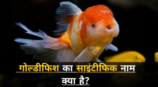 goldfish-ka-scientific-naam-kya-hai